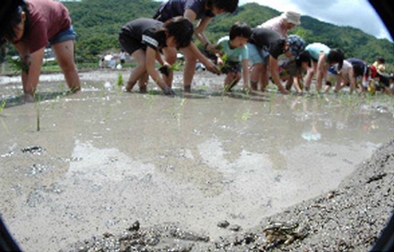 田植え