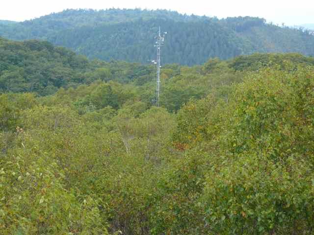 Takayama Forest