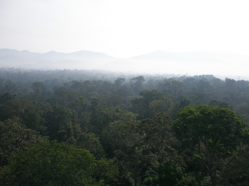パソ保護林