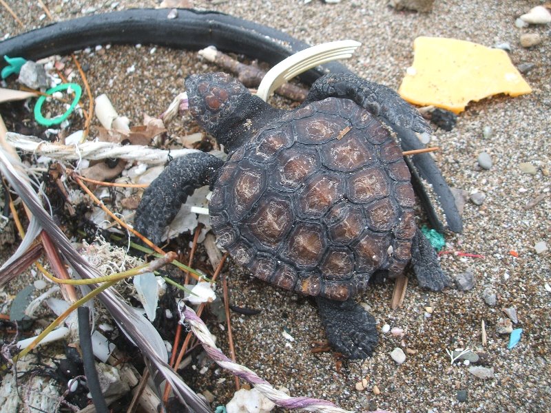 アカウミガメ